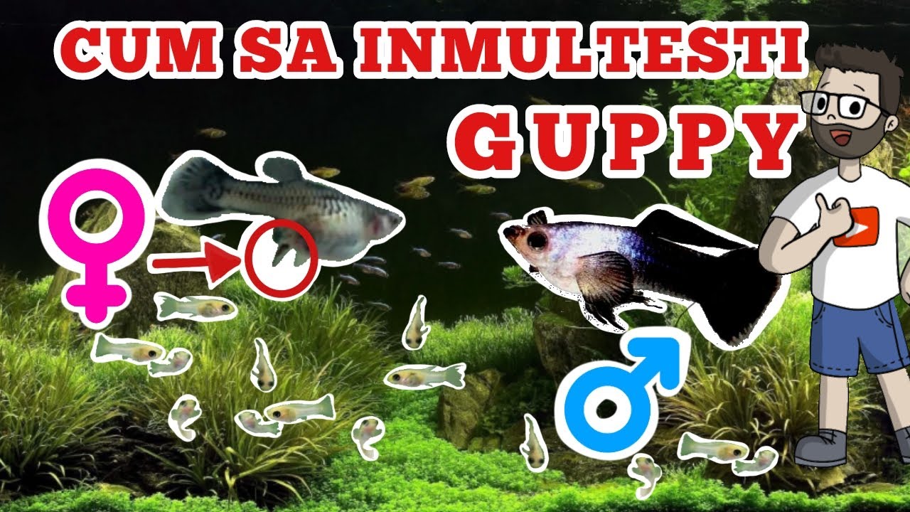 Cum Sa Inmultesti GUPPY