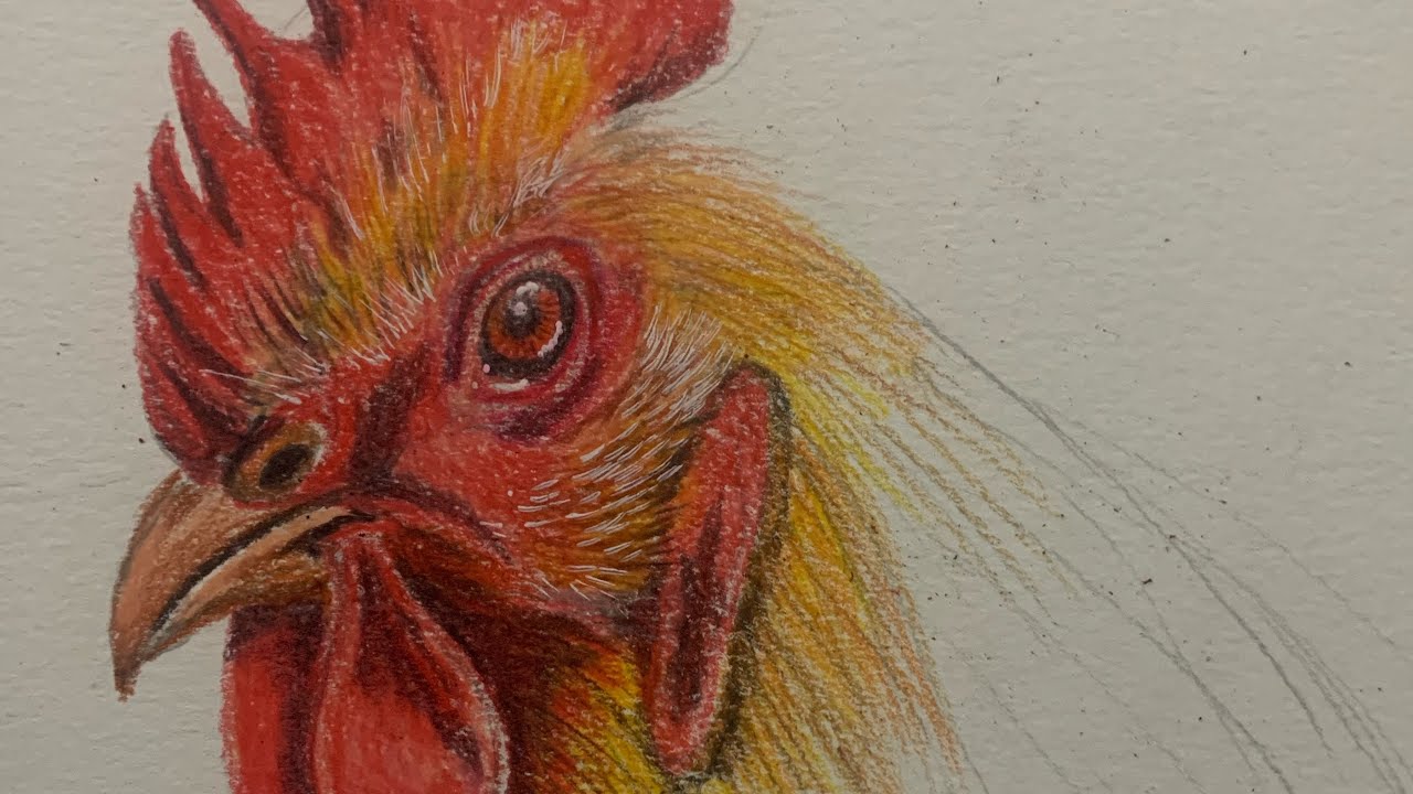 Menggambar Ayam Jago