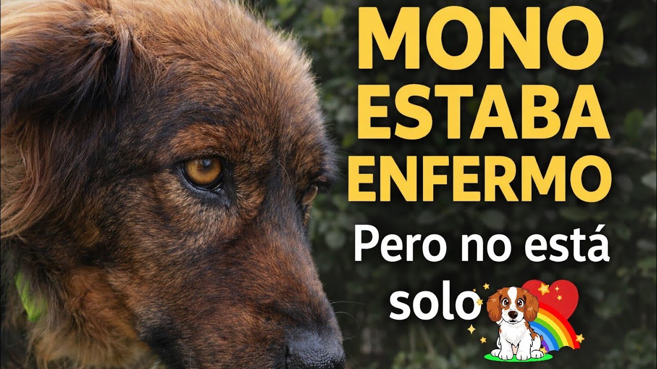 La historia de Mono: estaba enfermo (anemia y creatinina alta) | Perritos comunitarios