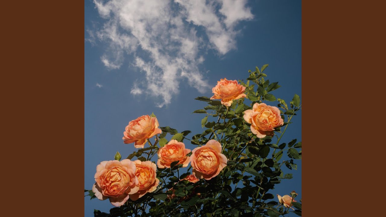 Petals
