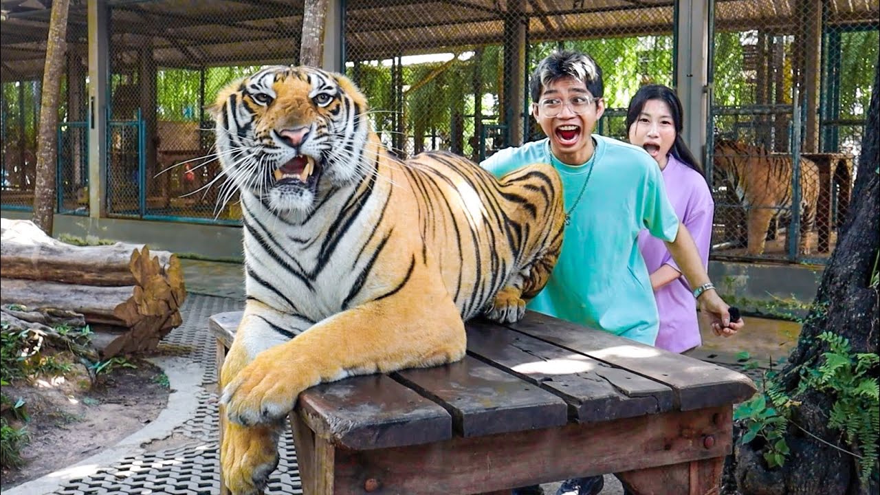 SEMUA ORANG JADI SAKSI, KITA DISERANG DIDALAM KANDANG HARIMAU! PACAR JADI KORBAN!!!