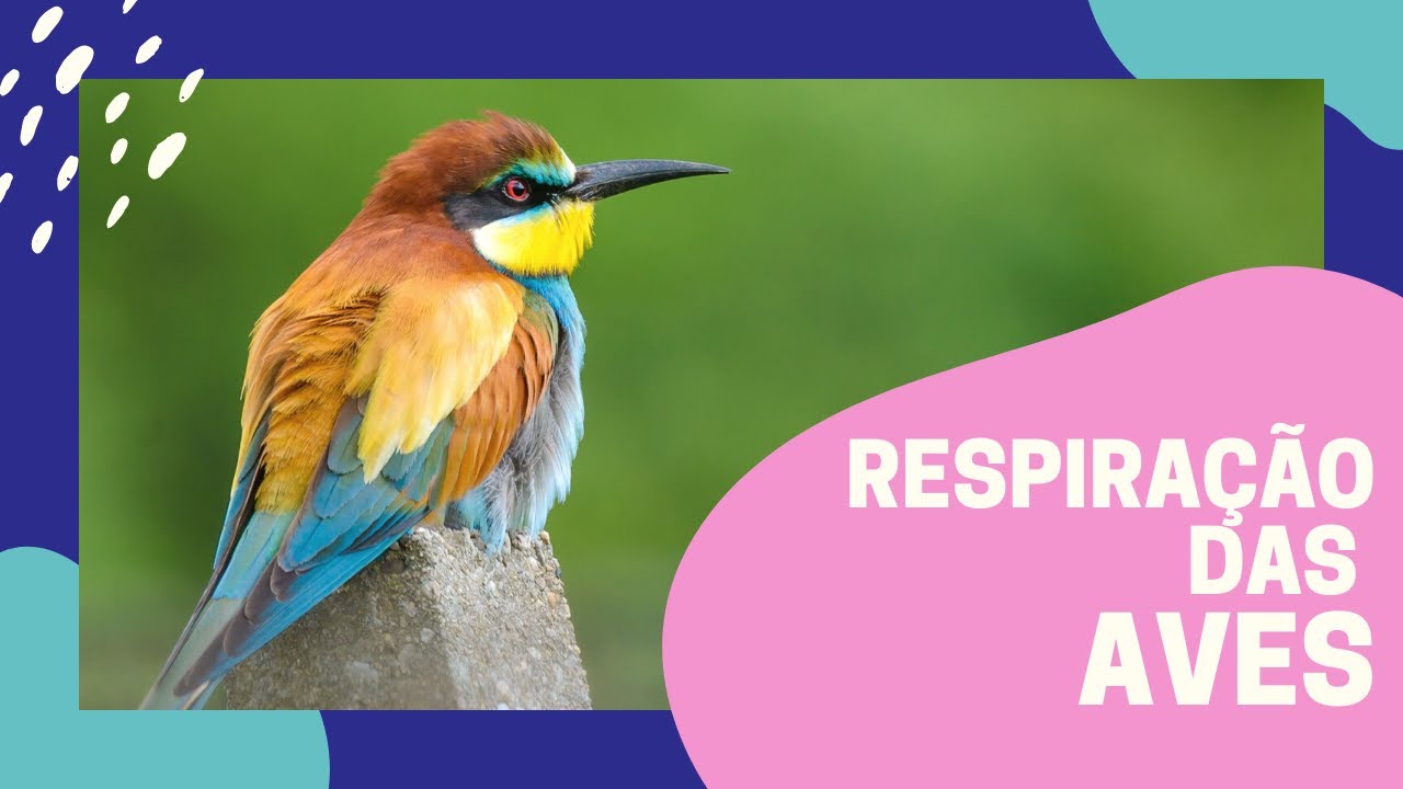 Respiração das Aves