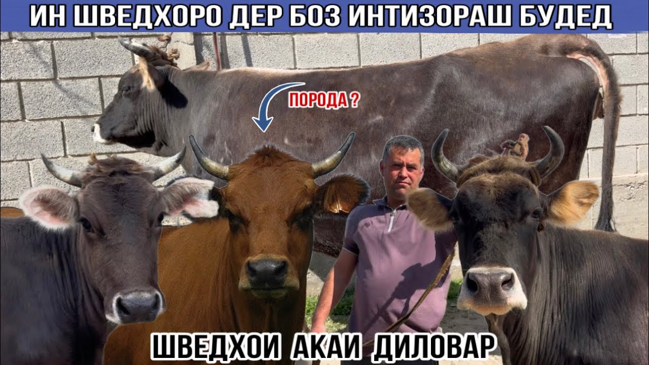 ИН ШВЕДХОРО ДЕР БОЗ ИНТИЗОРАШ БУДЕД 10 марта 2026 г.