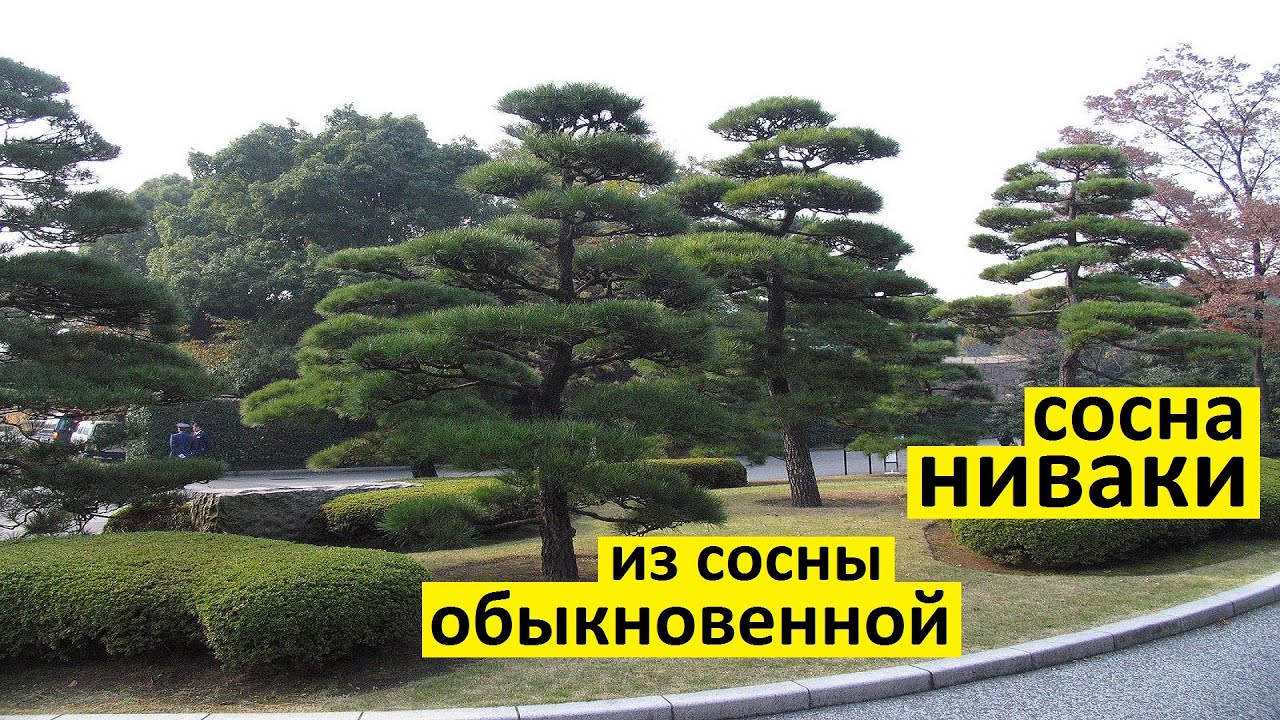 Сосна ниваки из сосны обыкновенной своими руками. Обрезка и стрижка сосны ниваки.