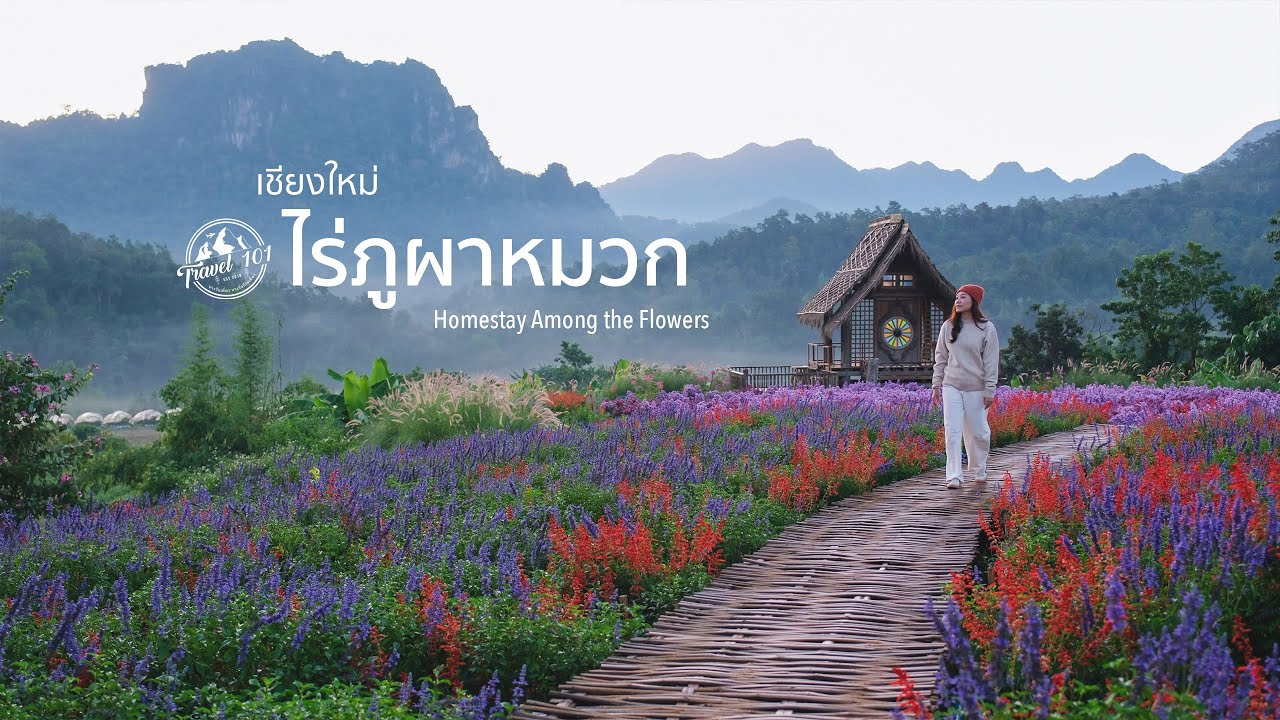 เที่ยวเชียงดาว นอนโฮมสเตย์ท่ามกลางสวนดอกไม้ สัมผัสลมหนาวแรกของปี | Homestay Among the Flowers EP.167