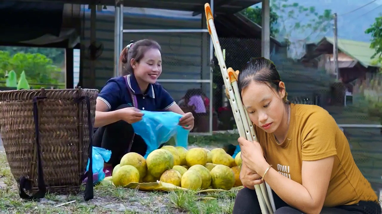 How to Harvest Winter Squash, Taro & Pomelo for Market Sale – Rural Vietnam Farm