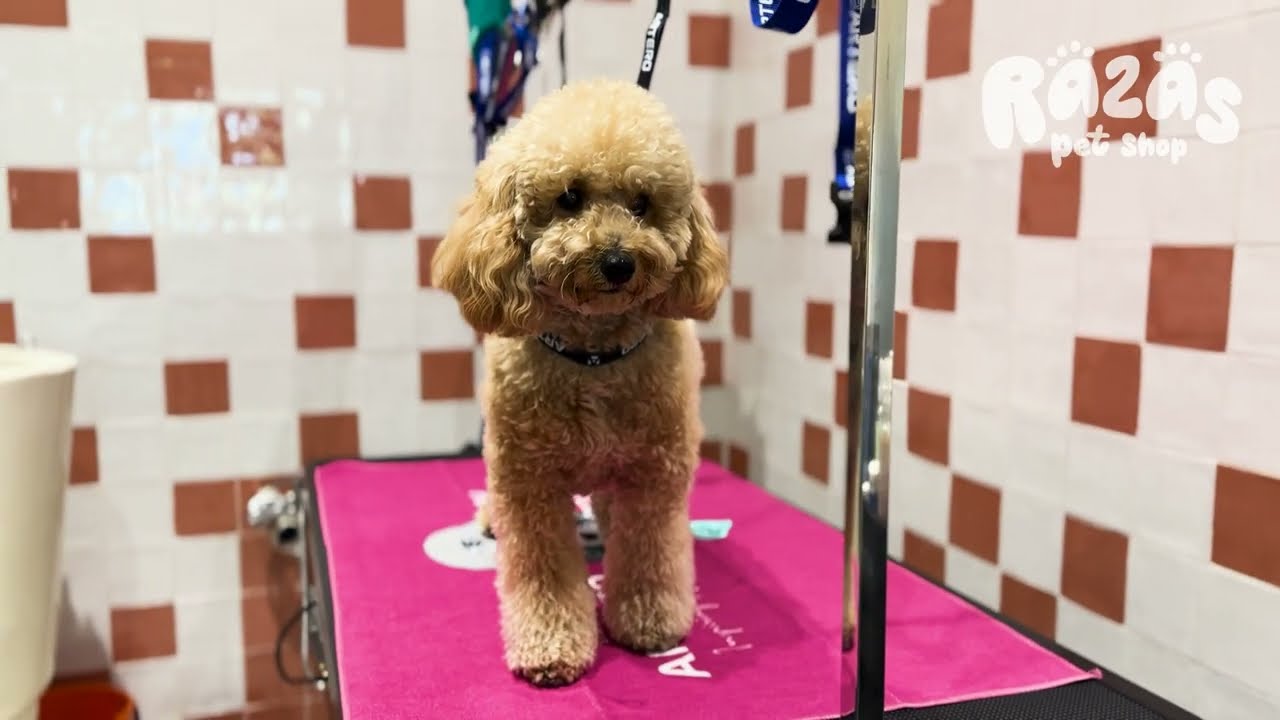 Servicio de Peluquería Canina para Caniche | Razas Pet Shop 🧸 ¡Un osito!