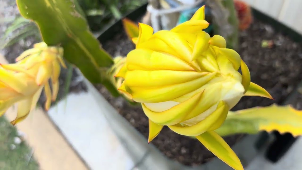 Worth variegated 