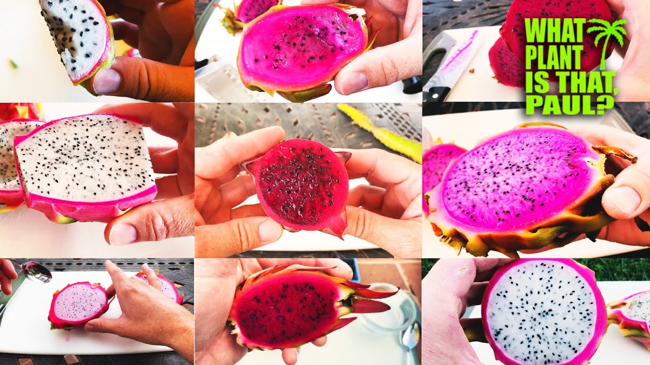 The DRAGON FRUIT TASTING and REVIEW MEGA MIX, Over 1 Hour of Eating this DELICIOUS FRUIT.