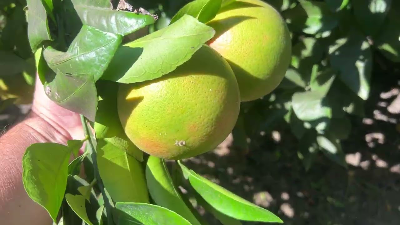 Plum Orchard Tour, September 21st 2025