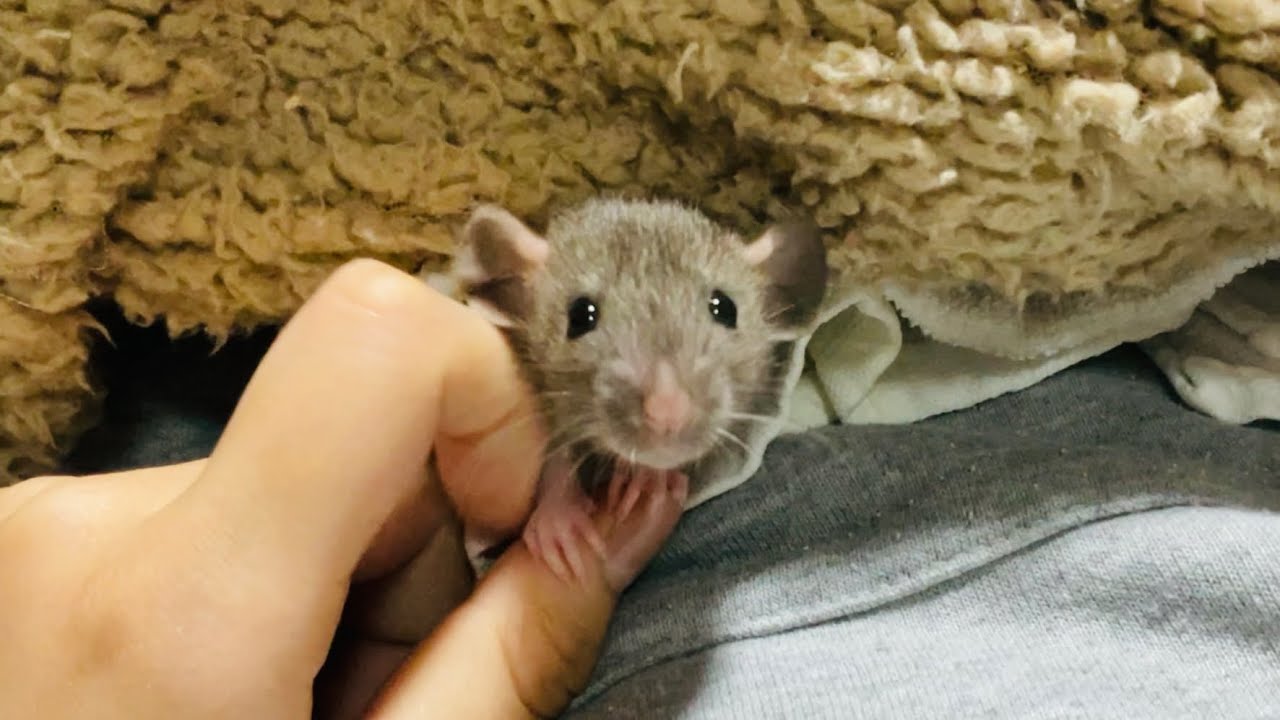ファンシーラットの赤ちゃんをお迎えしました