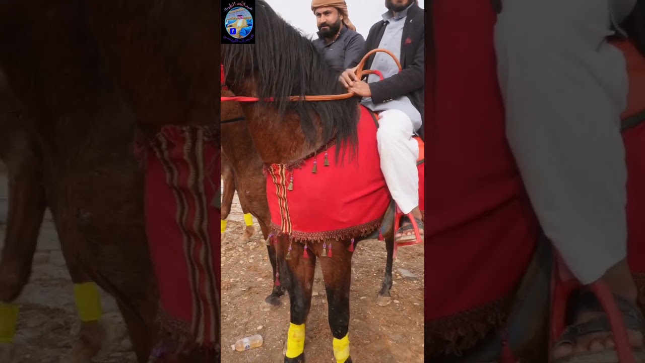استعراض الخيول العربية في محافظة الانبار قضاء القائم