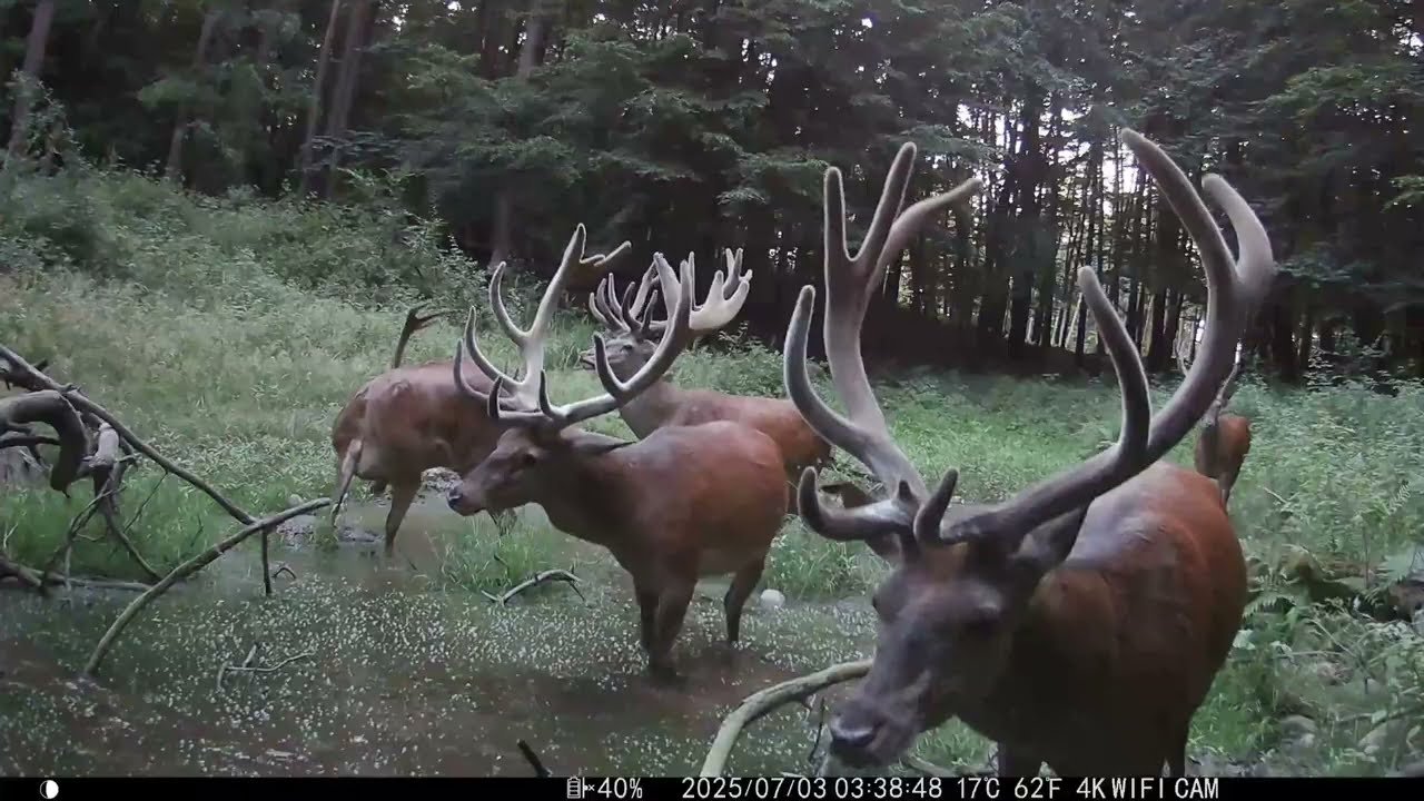 Jelenie nagranie z bliskiej odległości. Fotopułapka lipiec 2025 #deer #fotopułapka #wildanimals