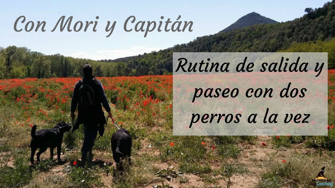 Cómo pasear dos perros a la vez - Práctico con Mori y Capitán