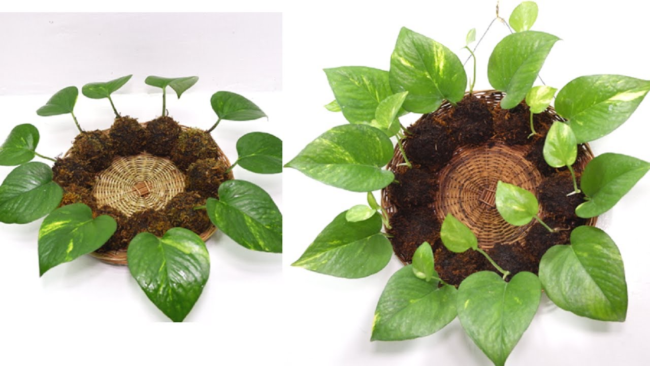 How to Grow Money Plant and Decorate at Your Living Space Using Kokedama Style