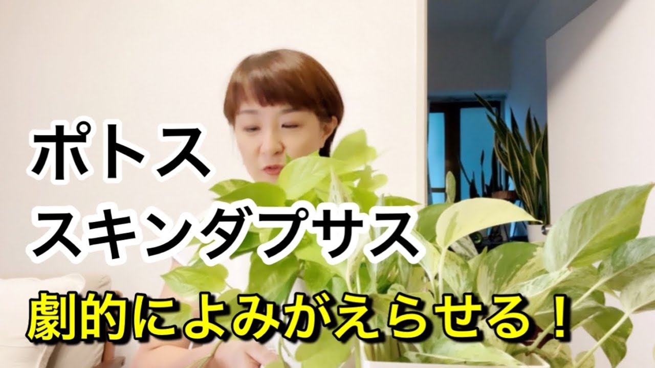 【超簡単！】ポトス、スキンダプサスの剪定と増やし方【知らなきゃ損！】