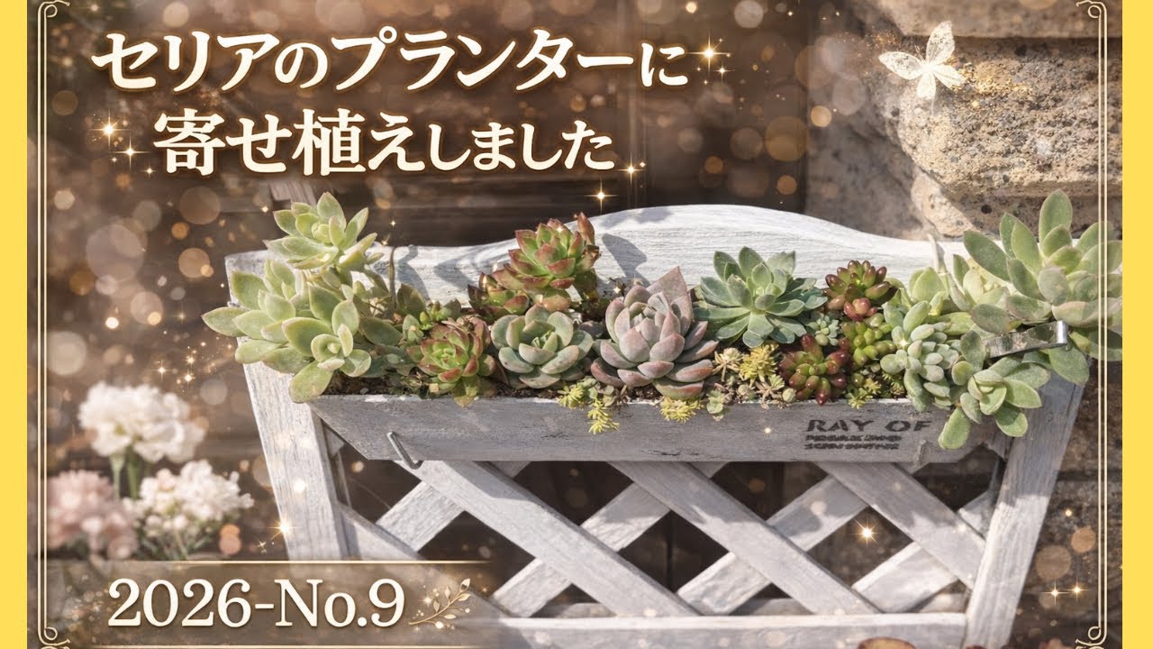 【多肉植物】セリアのプランターで寄せ植え❣️