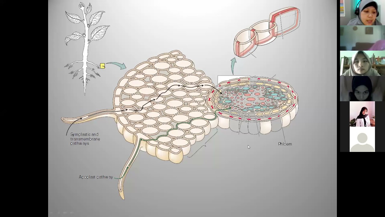 Kuliah Fisiologi Tumbuhan - Keseimbangan Air Tanaman (22 Maret 2021)