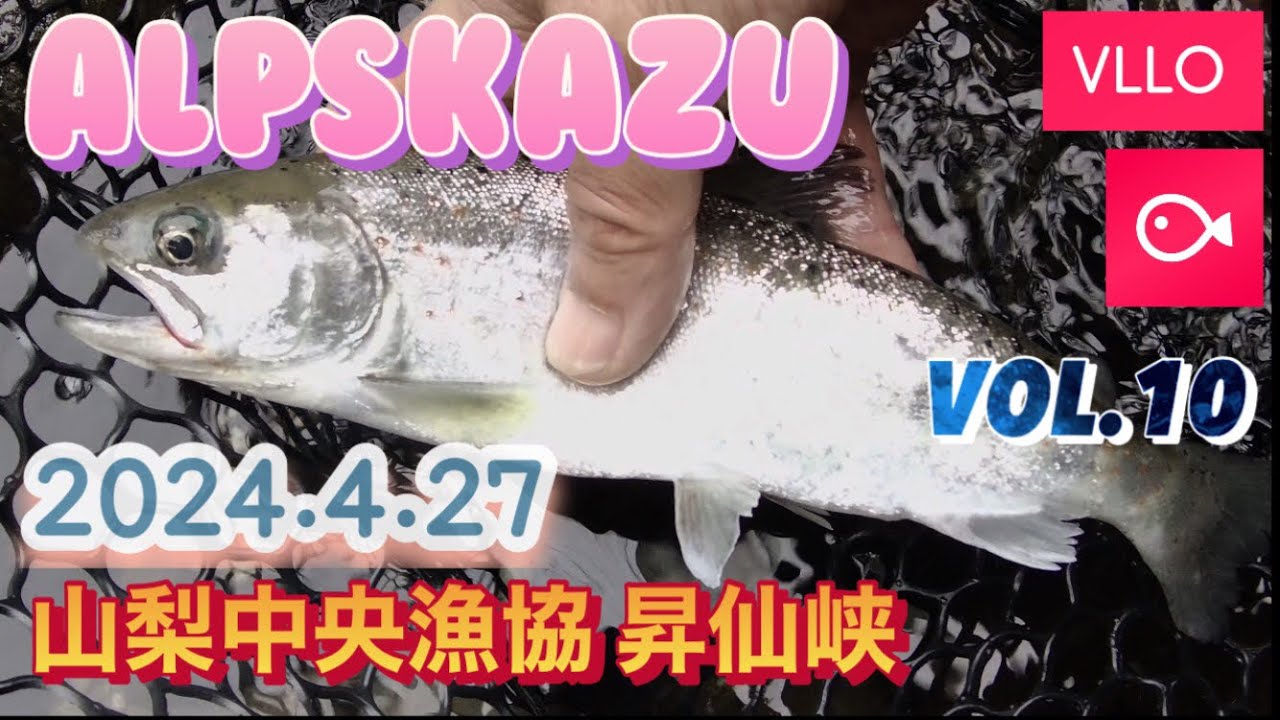 山梨県　中央漁協　昇仙峡　アマゴ放流　2024.4.27  トラウトルアー