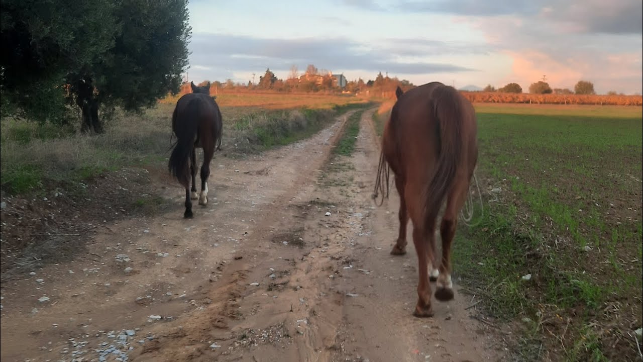 Πάμε για περπάτημα παρέα με τα άλογα! #περπάτημα #φύση #άλογο 