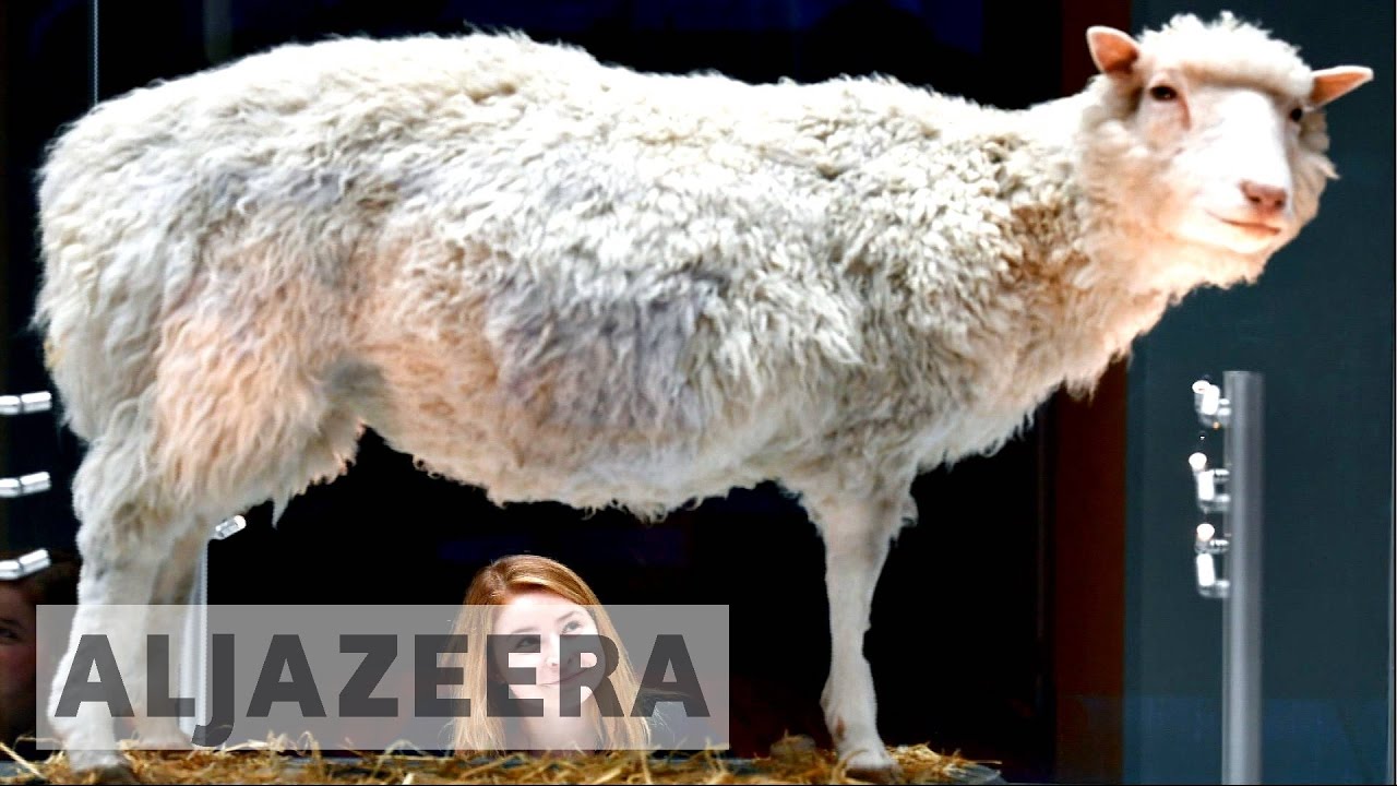The scientific legacy of Dolly the sheep