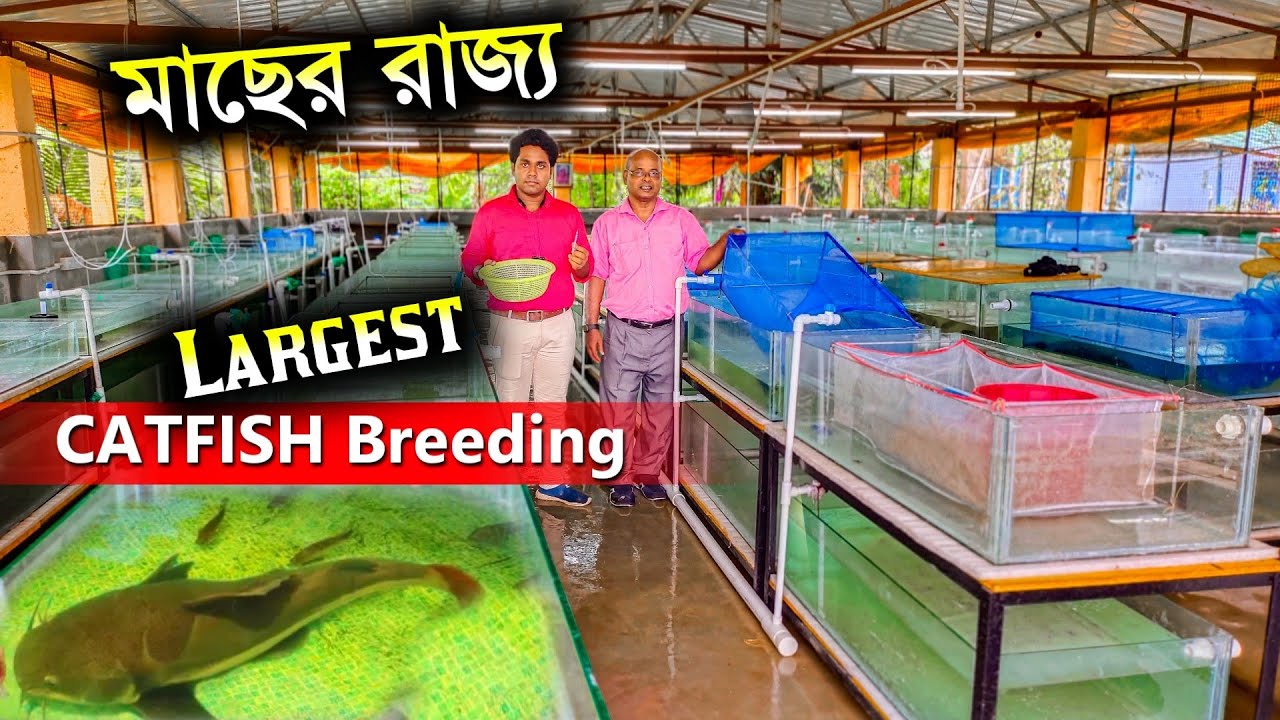 মাছের রাজ্য | Largest CATFISH BREEDING Center | Catfish | Breed Fish