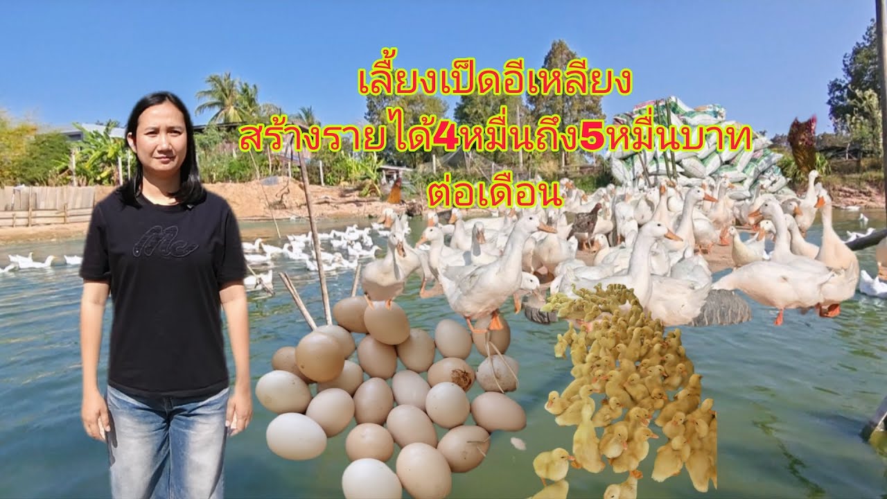เลื้ยงเป็ดอีเหลียงสร้างรายได้ 4หมื่นถึง5หมื่นบาทต่อเดือน อาชีพอยู่บ้านสร้างรายได้