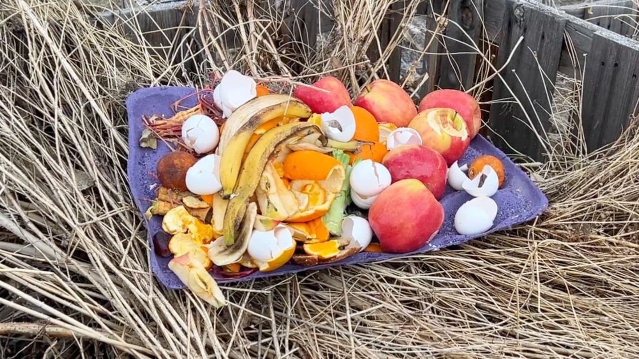 I Left a Pile Of Compost In My Backyard. Here's What Happened!