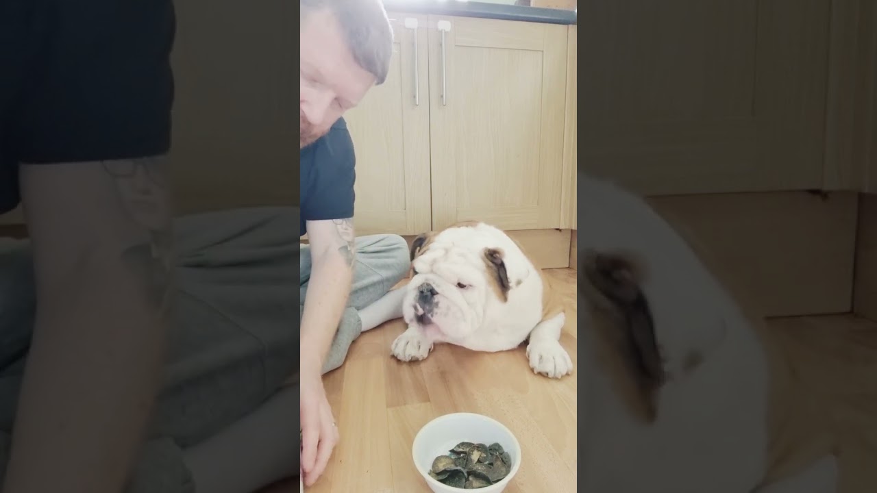THIS BULLDOG HAS THE CLEANEST WRINKLES!! #doggieshorts #englishbulldog