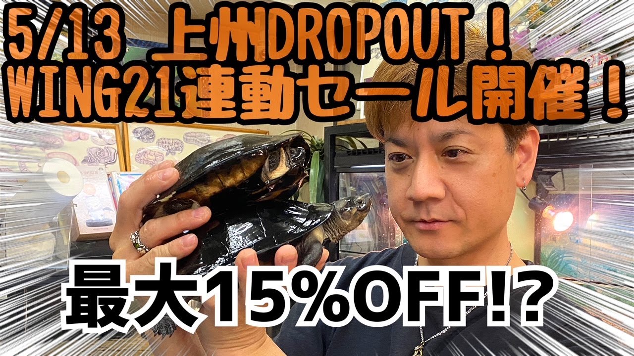 【ホオジロクロガメ⚡️】宇宙規模🚀番外編【アダルトサイズ販売‼️】