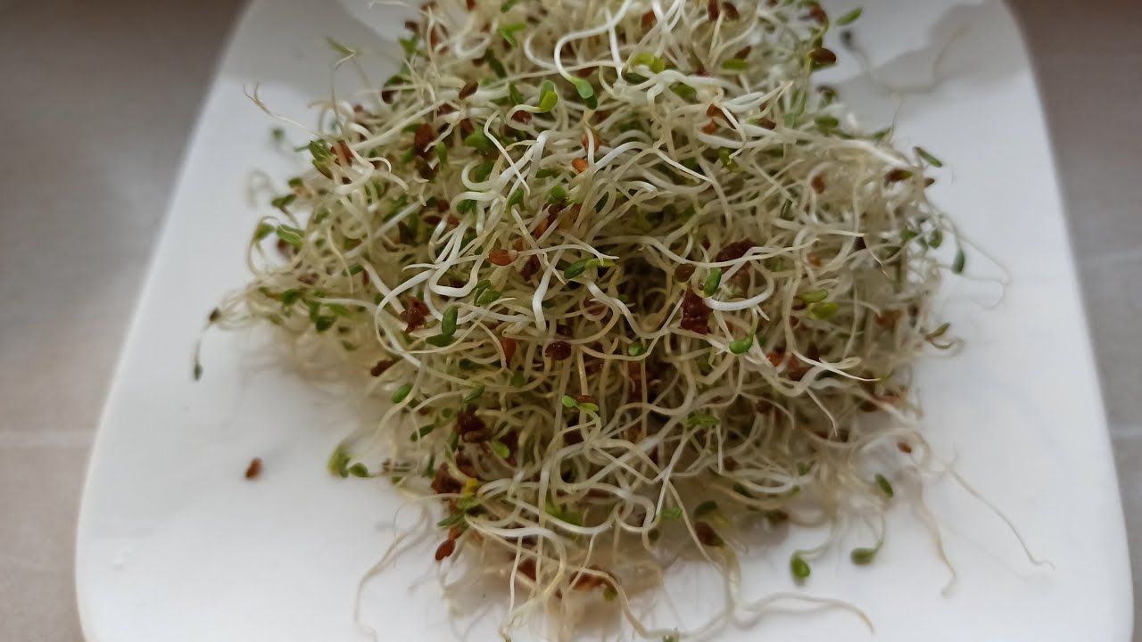 ALFALFA KLÍČKY - kompletný návod - zásaditá strava