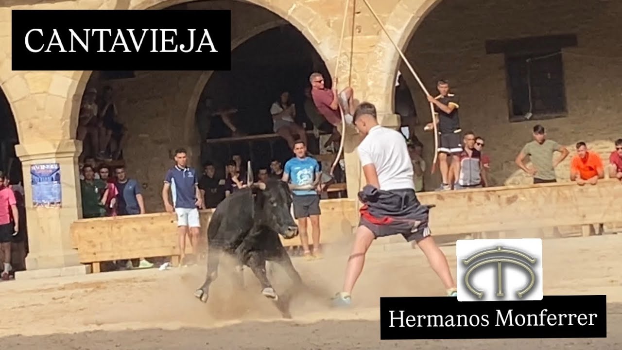 CANTAVIEJA (14/06/25) Tarde vacas Hnos. Monferrer y cerril de Angel Gómez