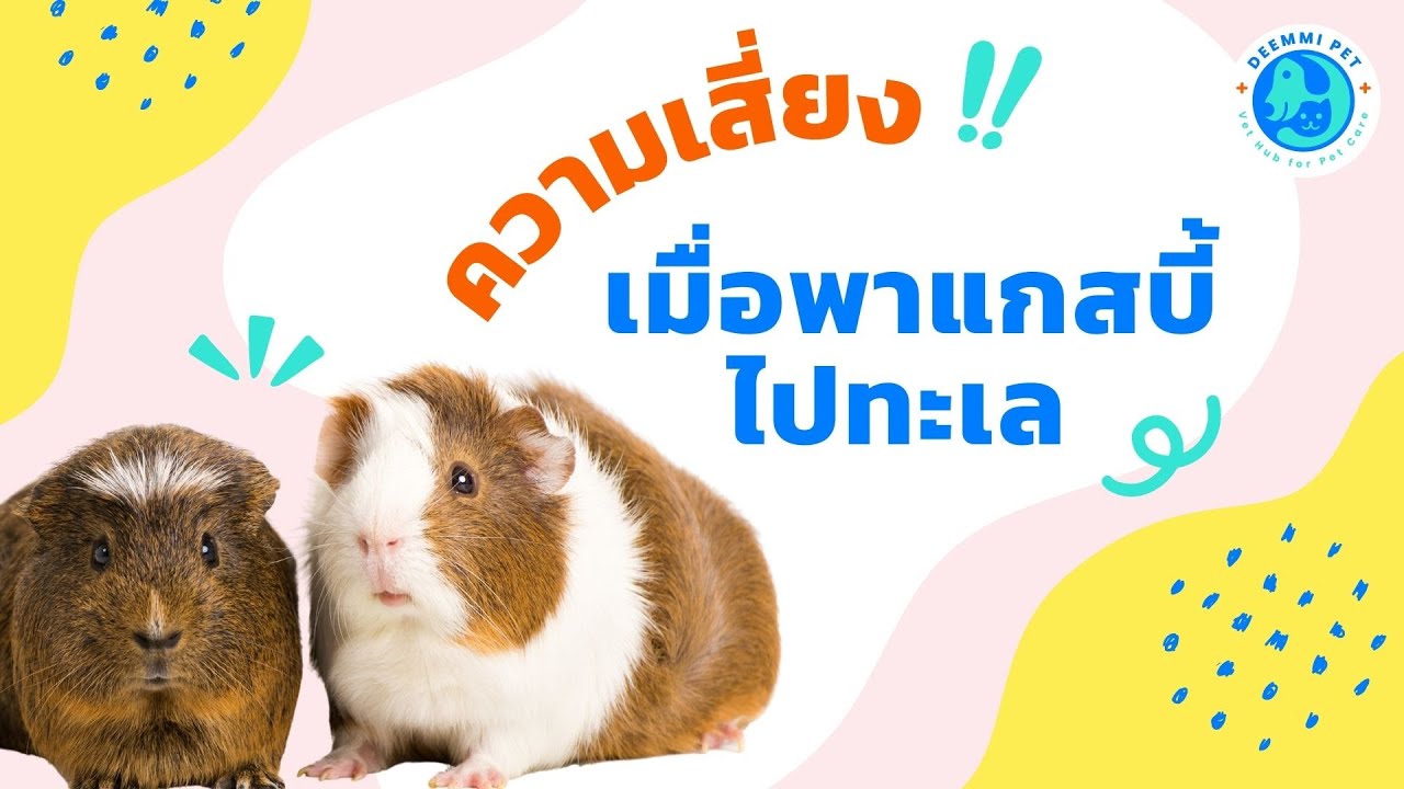 พาหนูแกสบี้ไปทะเล มีความเสี่ยงอะไรบ้าง | สัตวแพทย์ทีม Deemmi