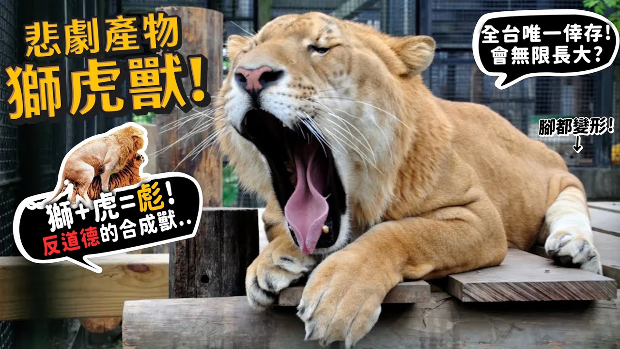 【從零開始養】獅虎獸!!台灣唯一在屏東!獅+虎=彪!會無限長大?反道德的合成獸!?全台唯一倖存!走路吃東西都很震撼!【許伯簡芝】