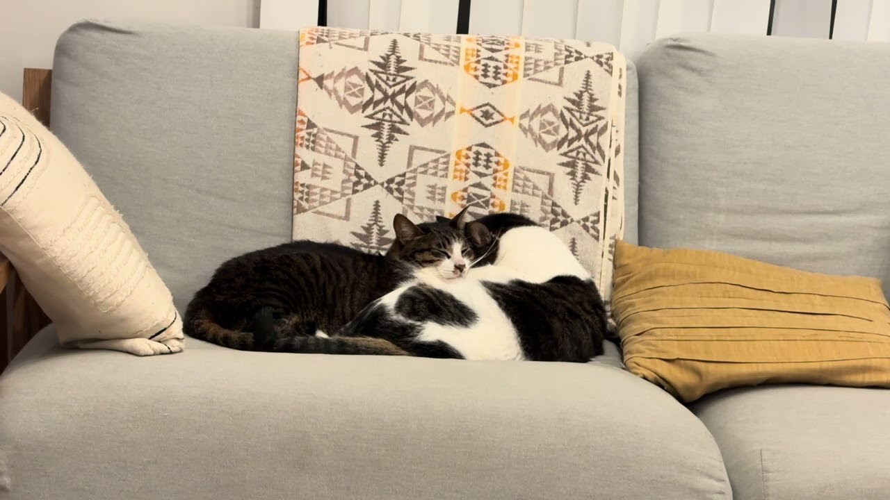 ソファで抱き合う猫兄弟。弟カメラ目線