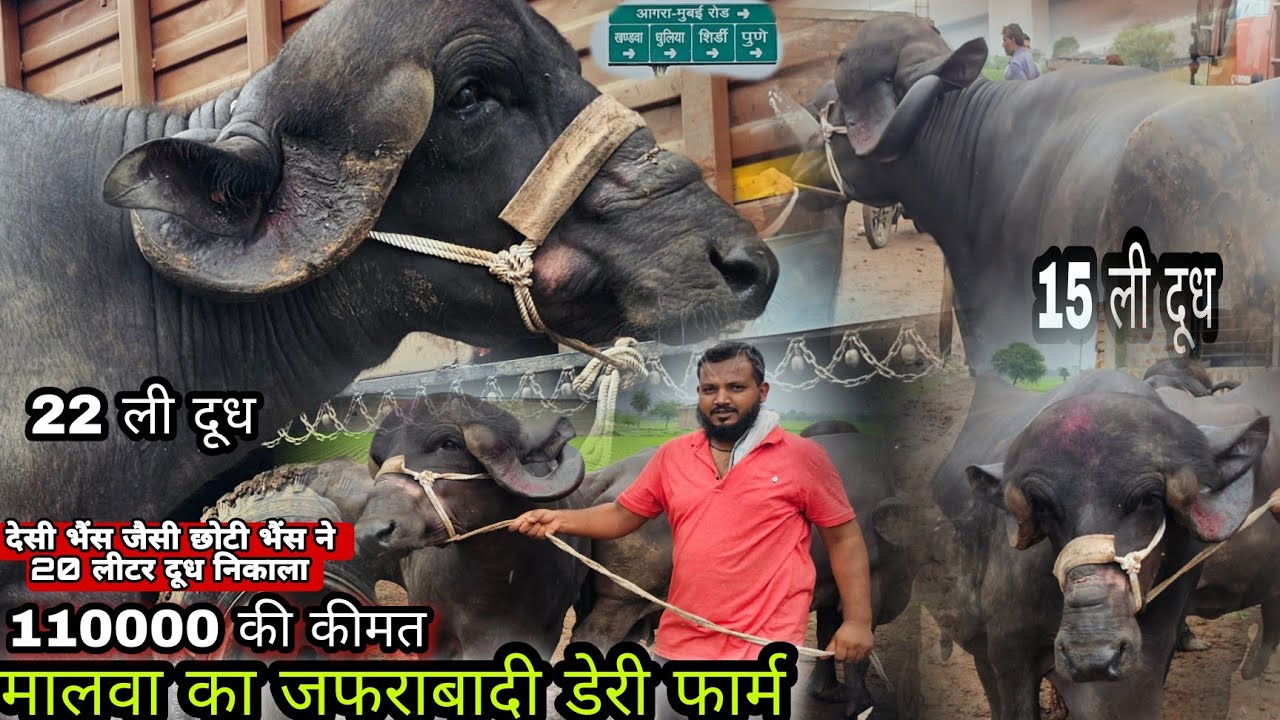 24 लीटर 😇 दूध देने वाली गुजरात की #जाफराबादी_भैंस यहां से खरीदें #jafarabadi_buffelo in Gujarat