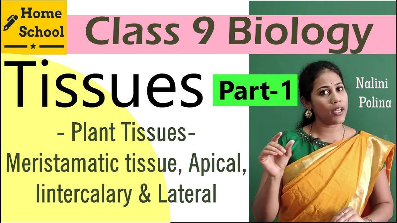 Tissues Class 9 Biology Part-1