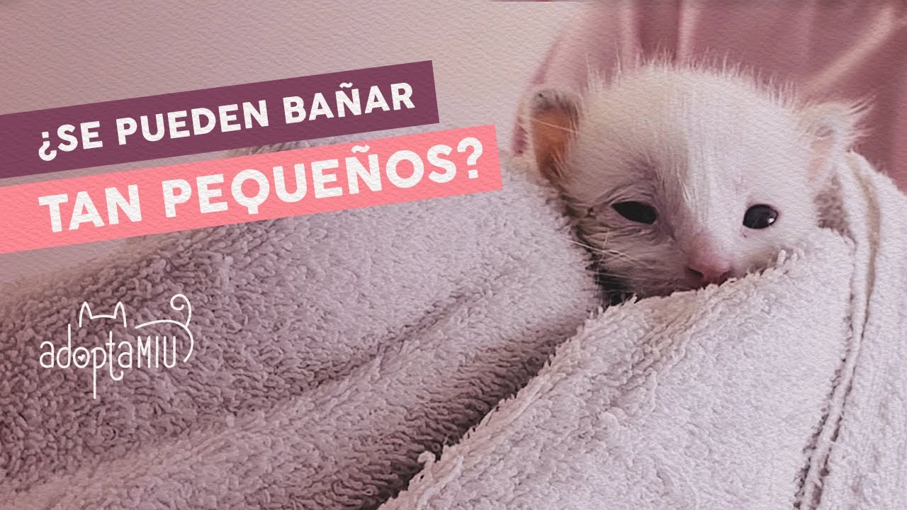 Cómo Bañar Gatitos Bebés