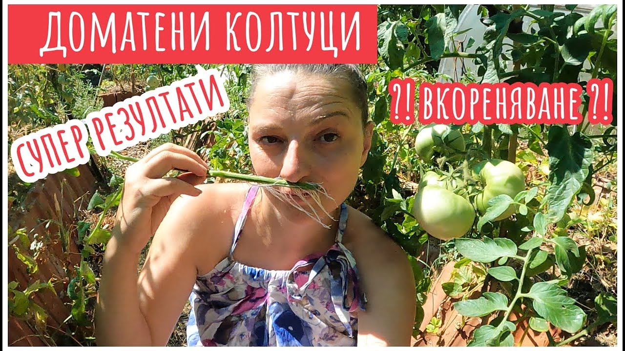 Домати от колтуци. Чудесни резултати с минимум ресурси. Как да засадим колтуци, на практика.