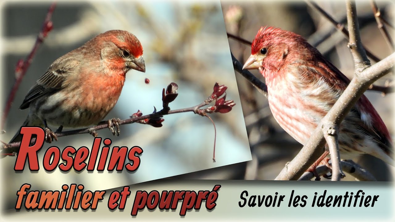 Roselins familier et pourpré - Savoir les identifier / House and Purple finch - How to identify them