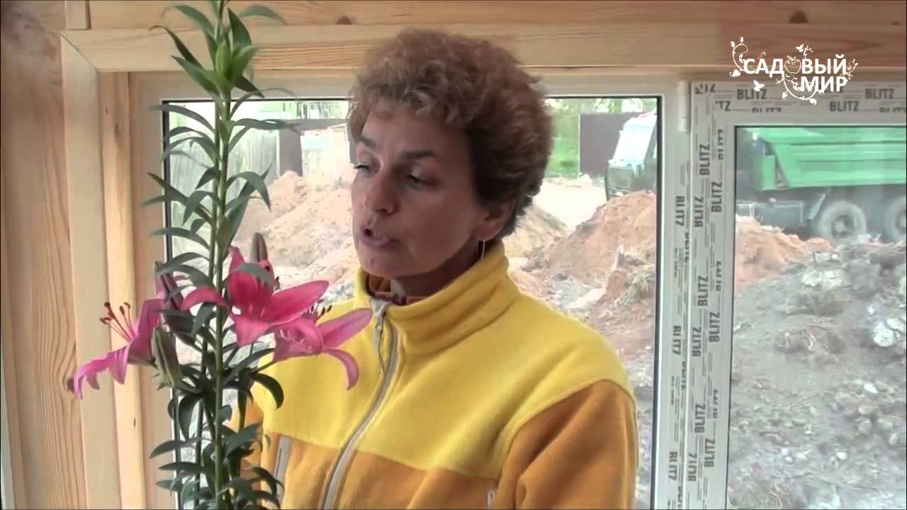 Как сажать лилии с ростками. Сайт 