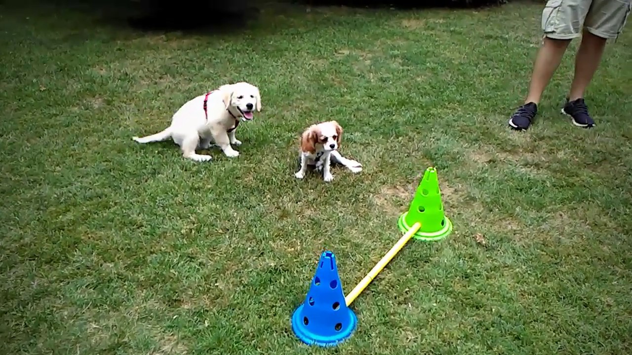 VITA COL CANE - PUPPY CLASS - SOCIALIZZAZIONE CUCCIOLI