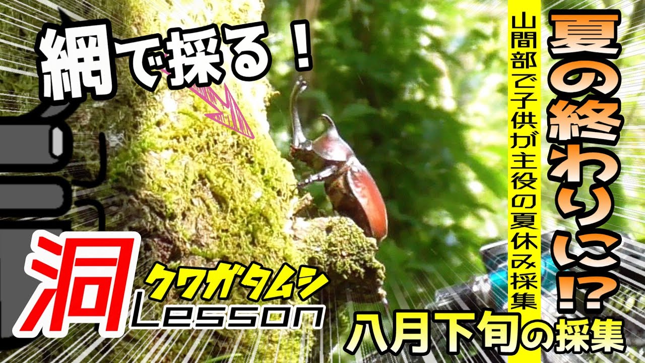 夏休み最後にミヤマクワガタが採りたいリクエストに応えてみた【昆虫採集】