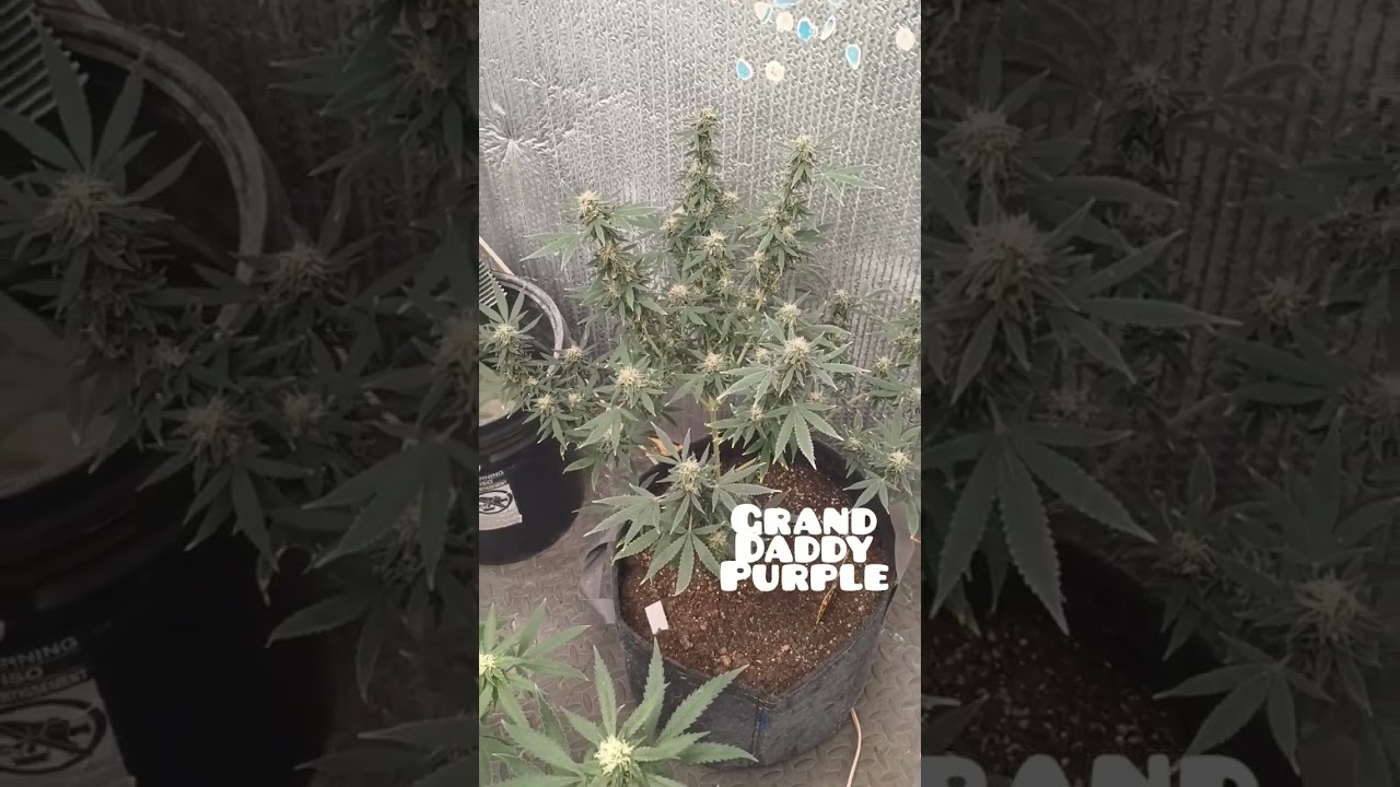 Harvest time #GDP
