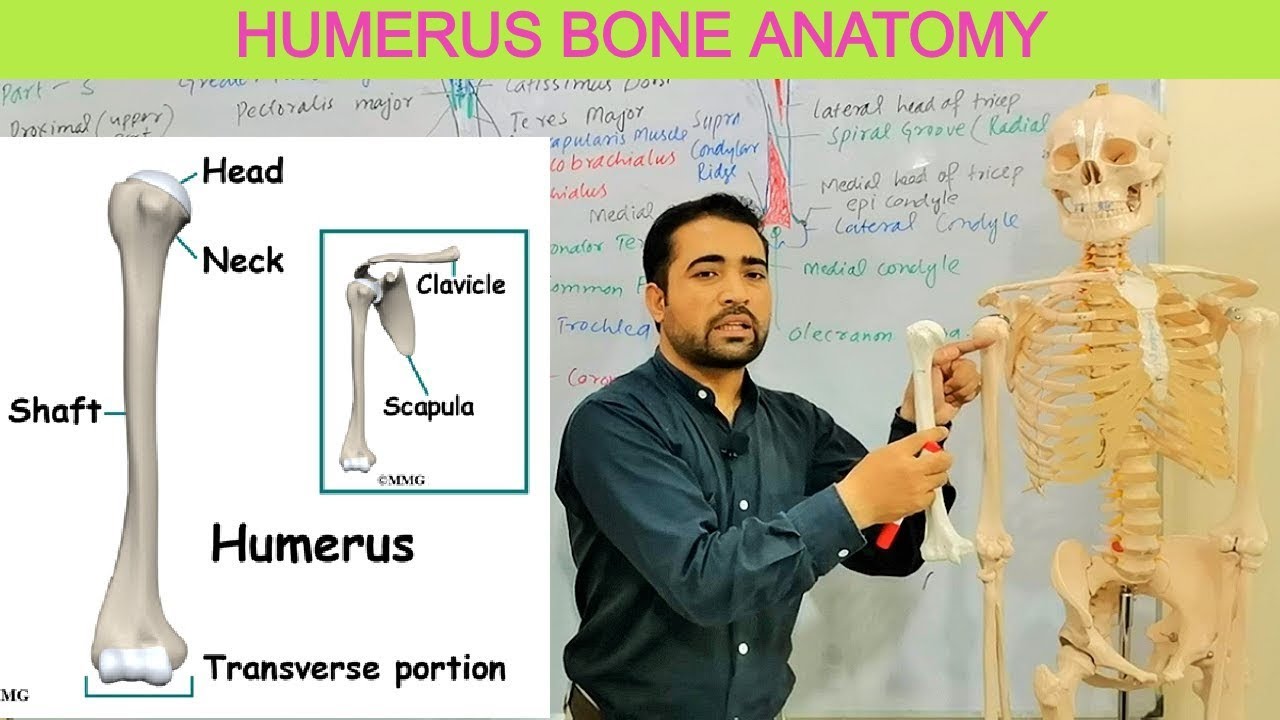 Humerus Bone Anatomy or Arm Bone or Upper Limb Bone (Its Muscles, Surfaces, parts) By Dr Shahid Alam