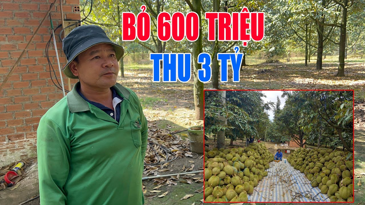 BỎ 600 TRIỆU THU VỀ 3 TỶ- VỤ MÙA SẦU RIÊNG CỦA ANH THIẾT