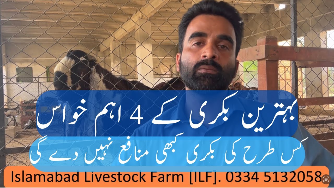 Which type of Goats are good for Profitable Farming || کس طرح کی بکری کبھی منافع نہیں دے گی