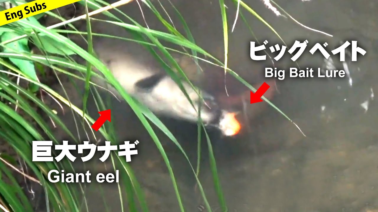 【ついに成功！】ビッグベイトで巨大ウナギを釣る！【Giant Eel Bites Big-bait Lure】
