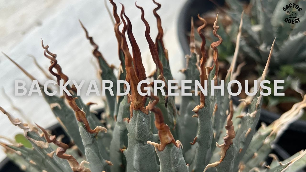 Two plants nerds walk into a greenhouse PT. 2 w Agave Krock