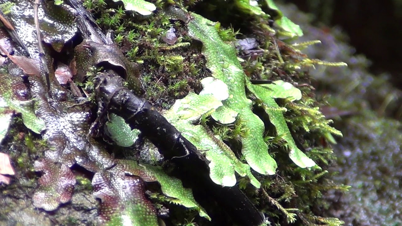 Porostnica wielokształtna    Marchantia polymorpha